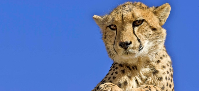 Namibia cheetah running