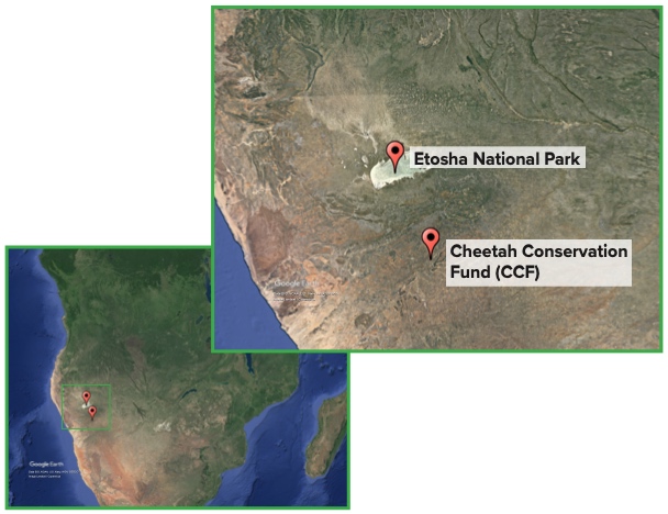 Google Earth map of Namibia with two locations marked. A second image shows the locations zoomed in and labeled Etosha National Park and Cheetah Conservation Fund (CCF).