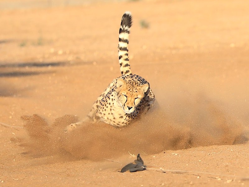 A cheetah chasing a fake rabbit in a speed demonstration