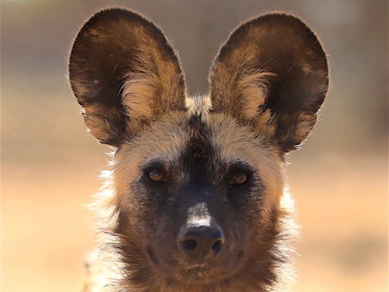 A painted dog looking to camera