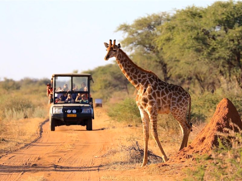 A giraffe walking in front of a group of students in a truck