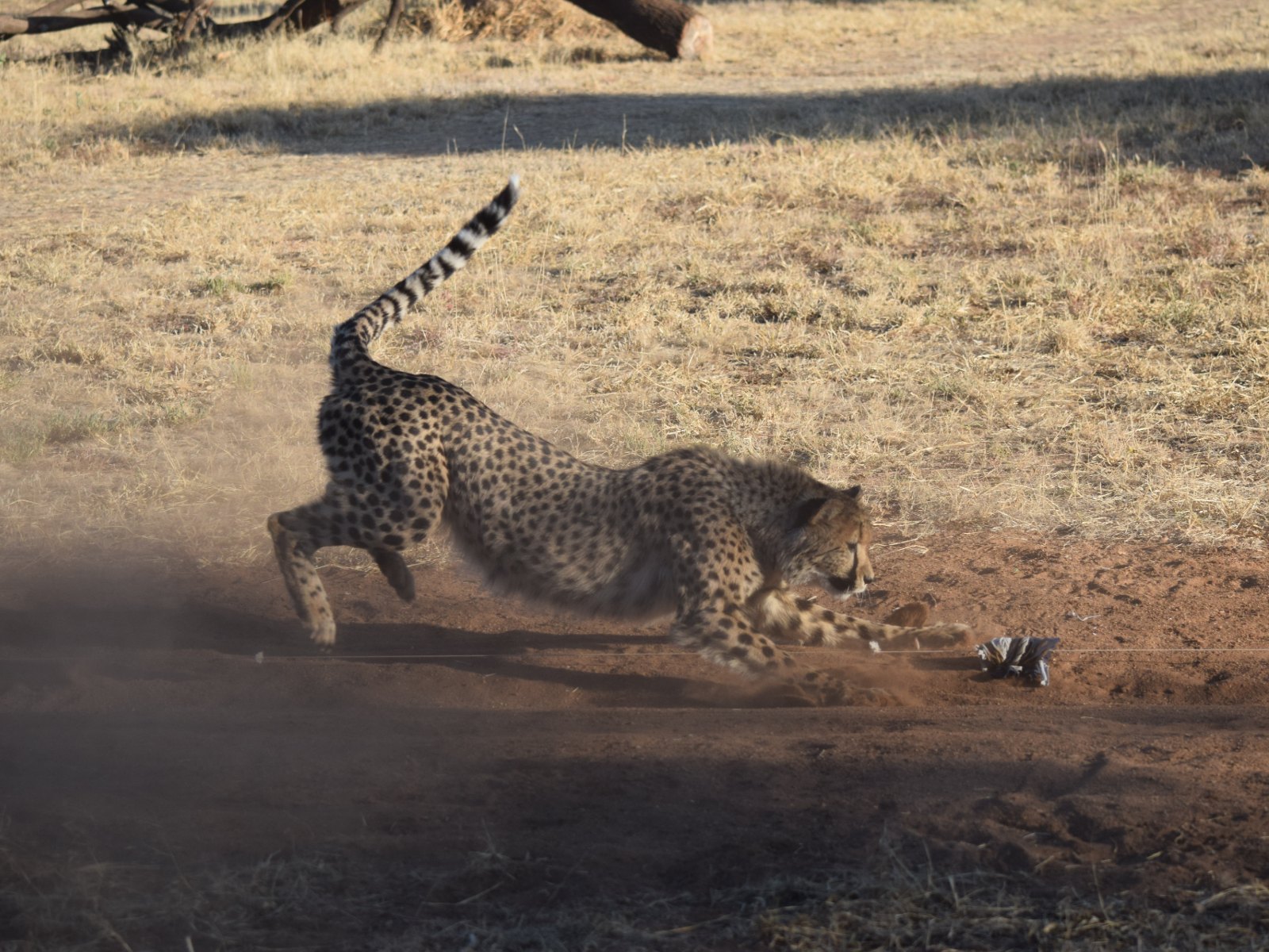 A cheetah chasing a toy around.