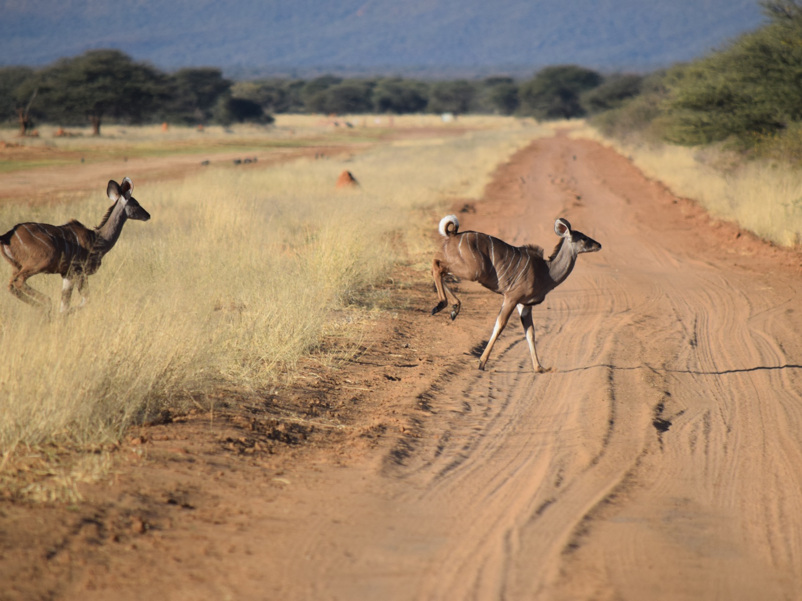 Deer running across a dirt road.