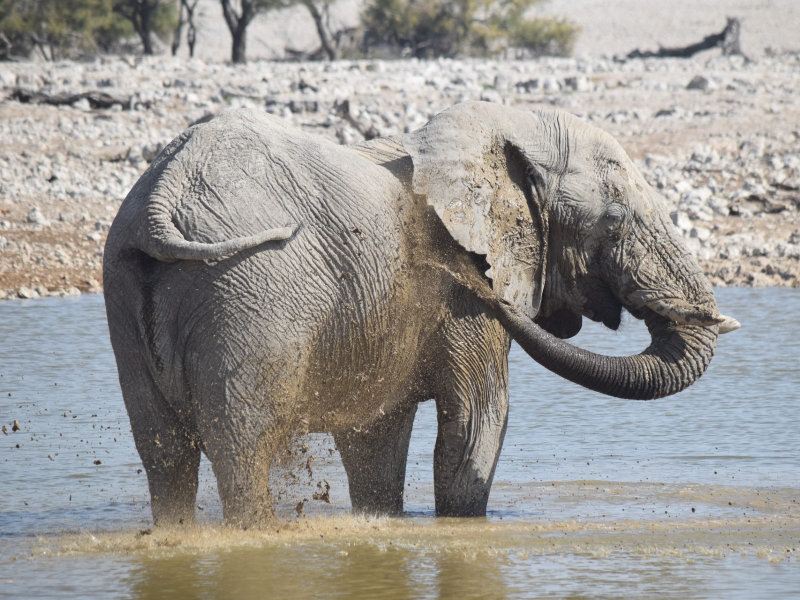 An elephant cooling itself with water.