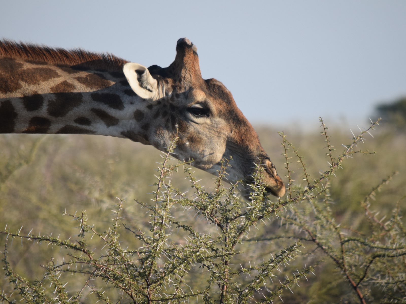 A giraffe eating some thorns