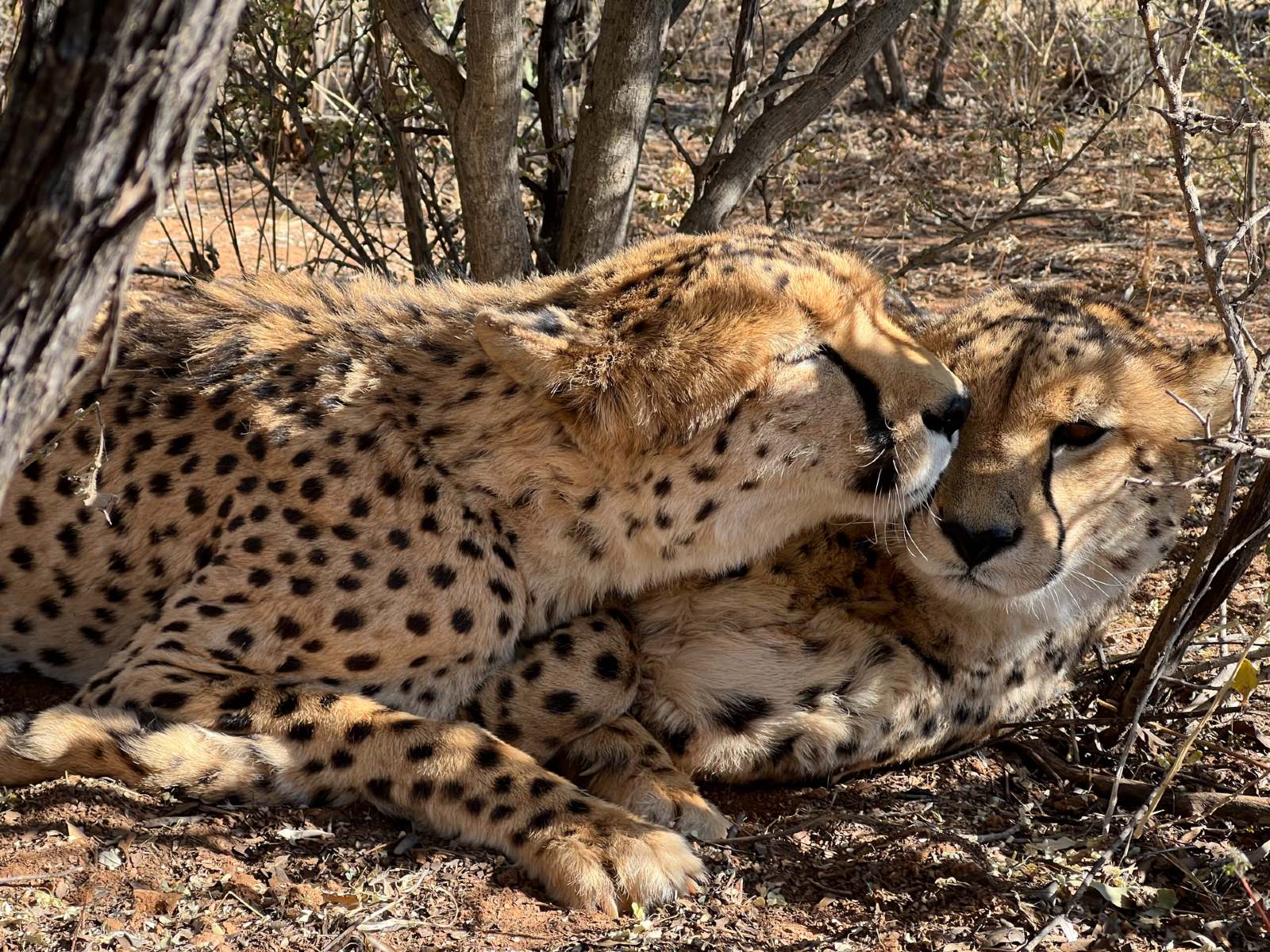 Two cheetahs laying together.