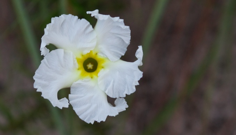 A white and yellow flower.