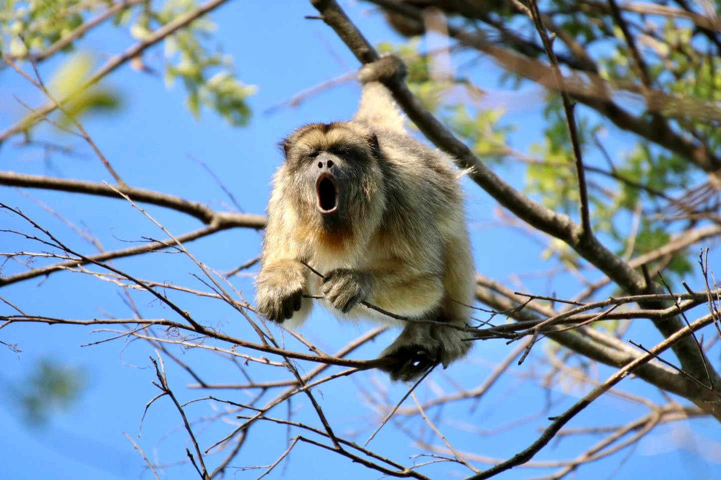 A howler monkey.