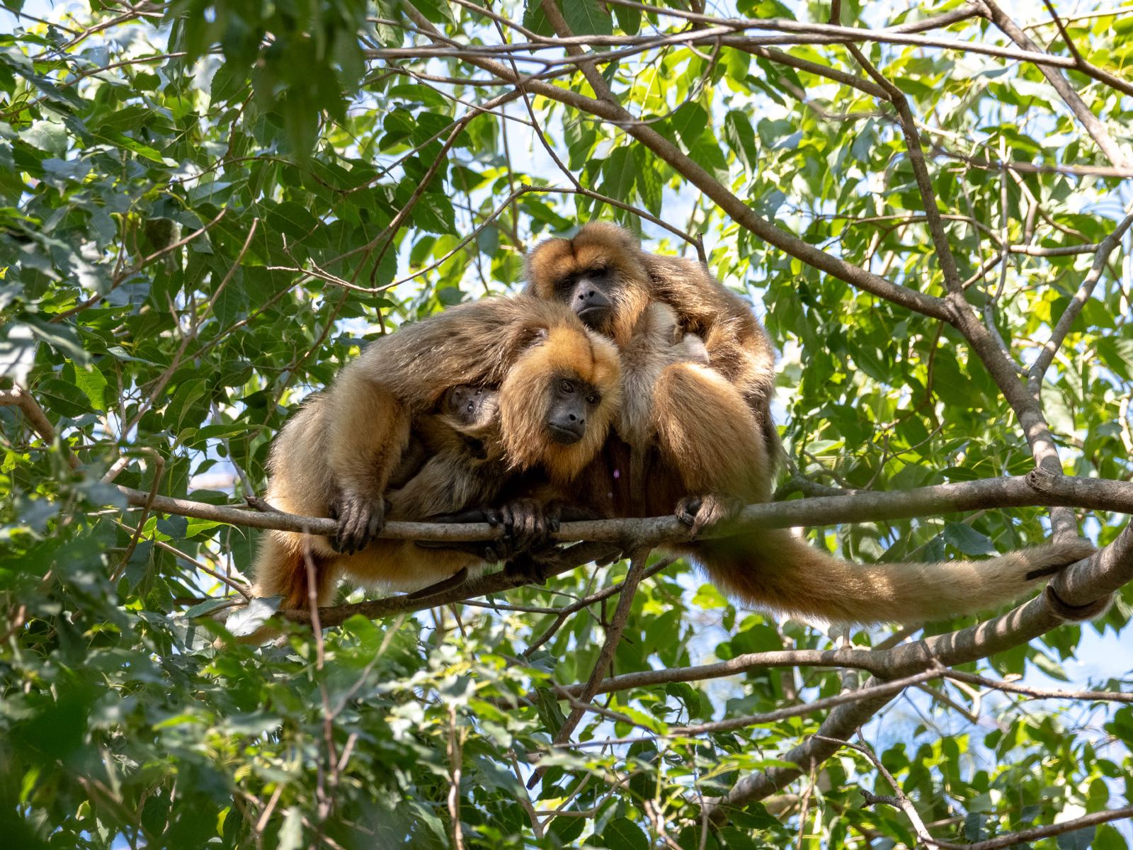 Group of monkeys huddling on a branch