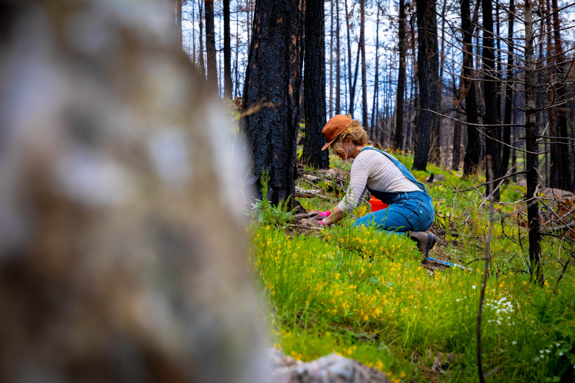 Student planting a tree.