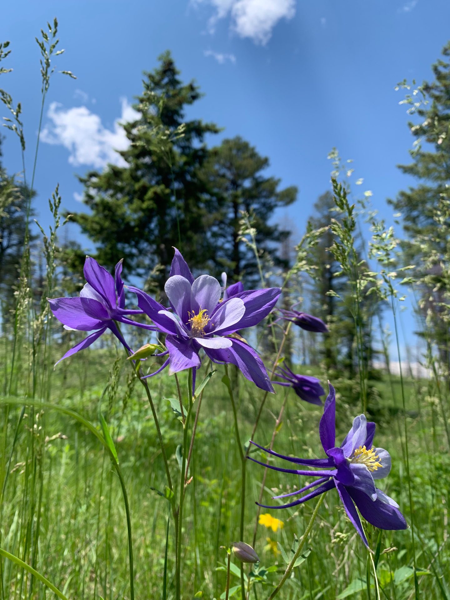 Pretty purple flower.