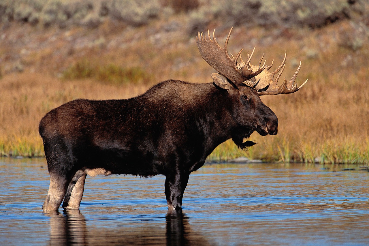 A moose standing in water.