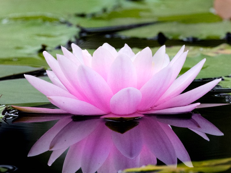 A beautiful pink water lily 