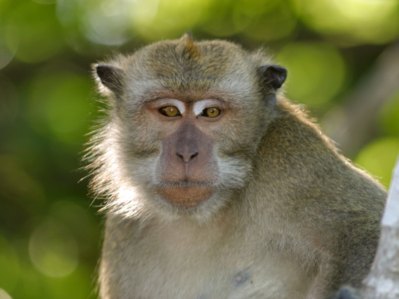A monkey looking into the camera