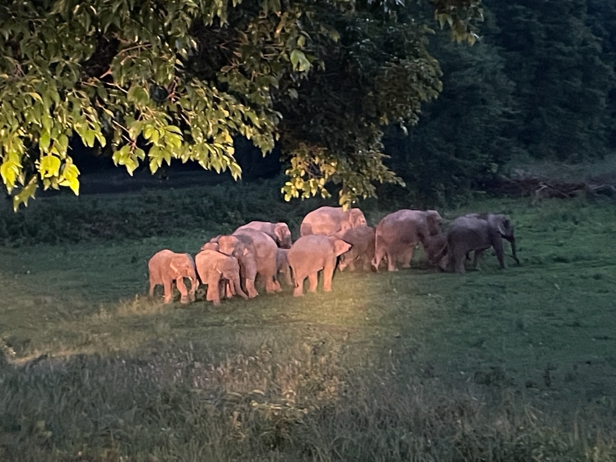 A herd of elephants walking.