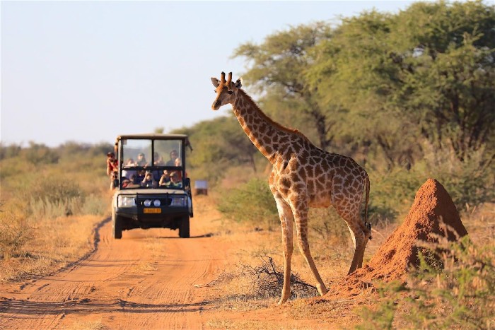 Giraffe walking in front a group of students.