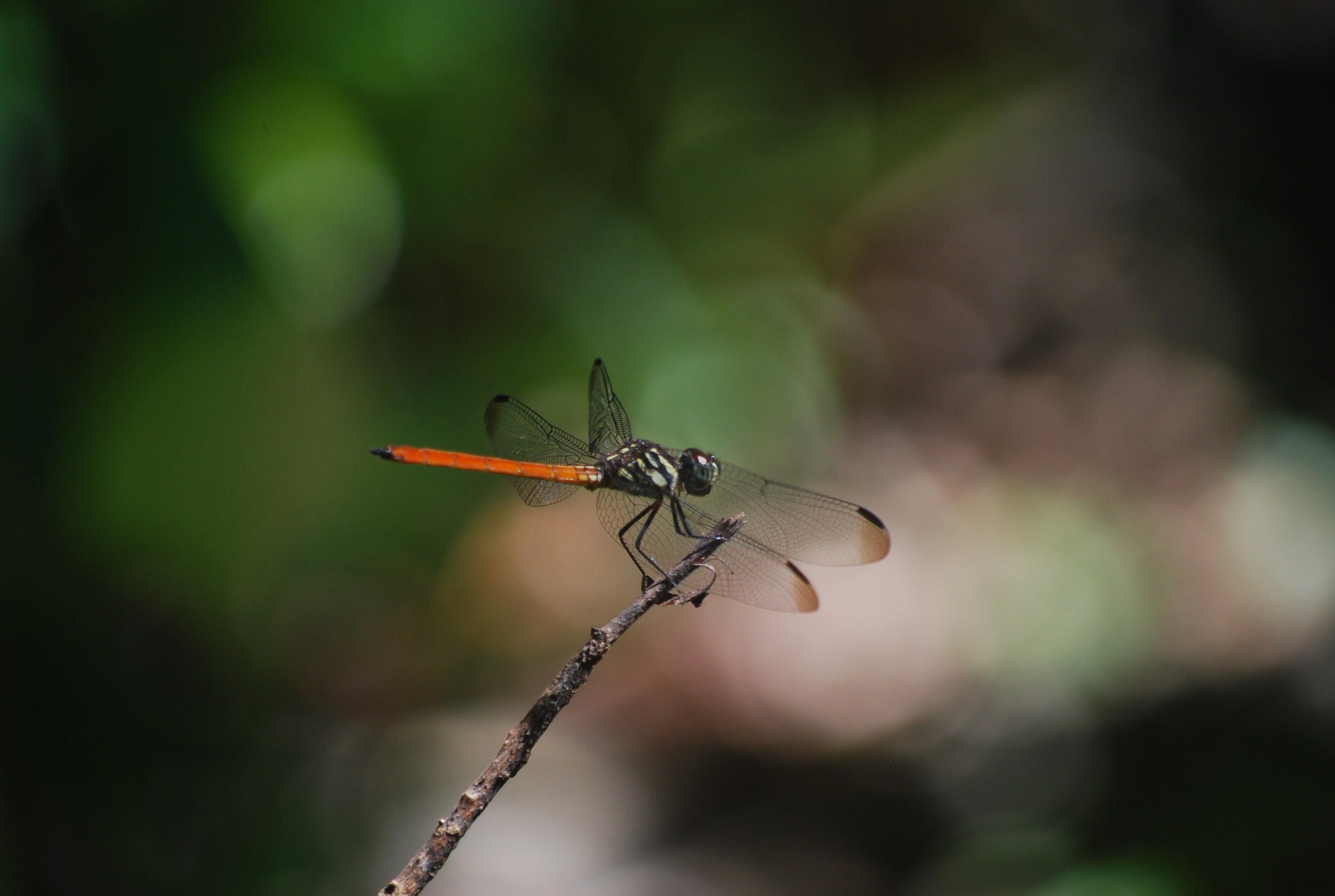 Red bodied dragonfly resting on a branch.