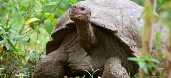 A Galapagos tortoise eating