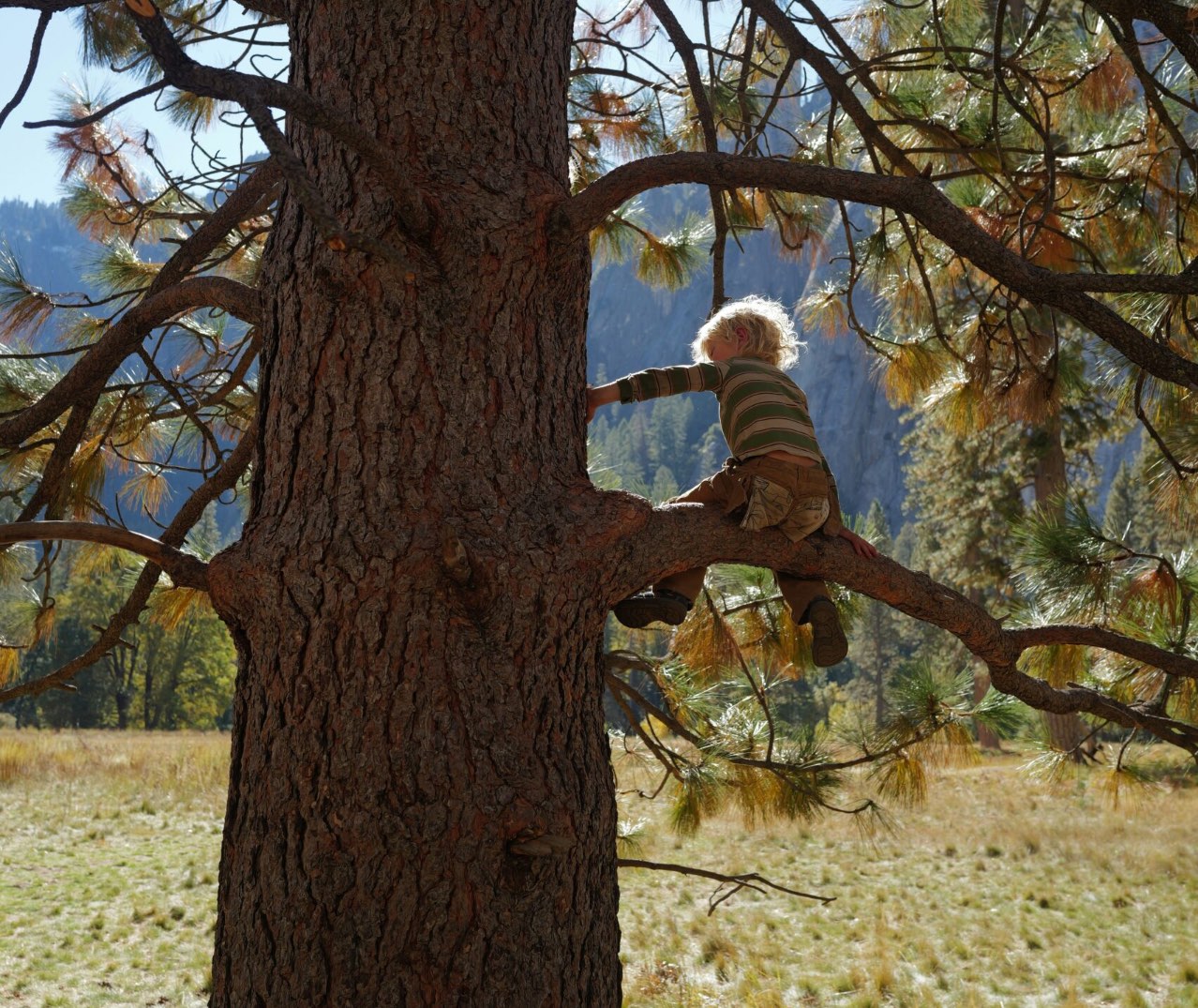 Little kid sitting in a tree
