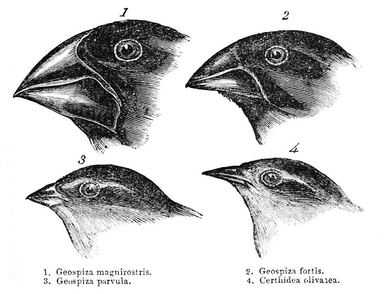 identification of Finches