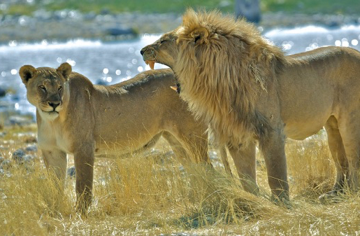 A male lion roaring at a female lion.