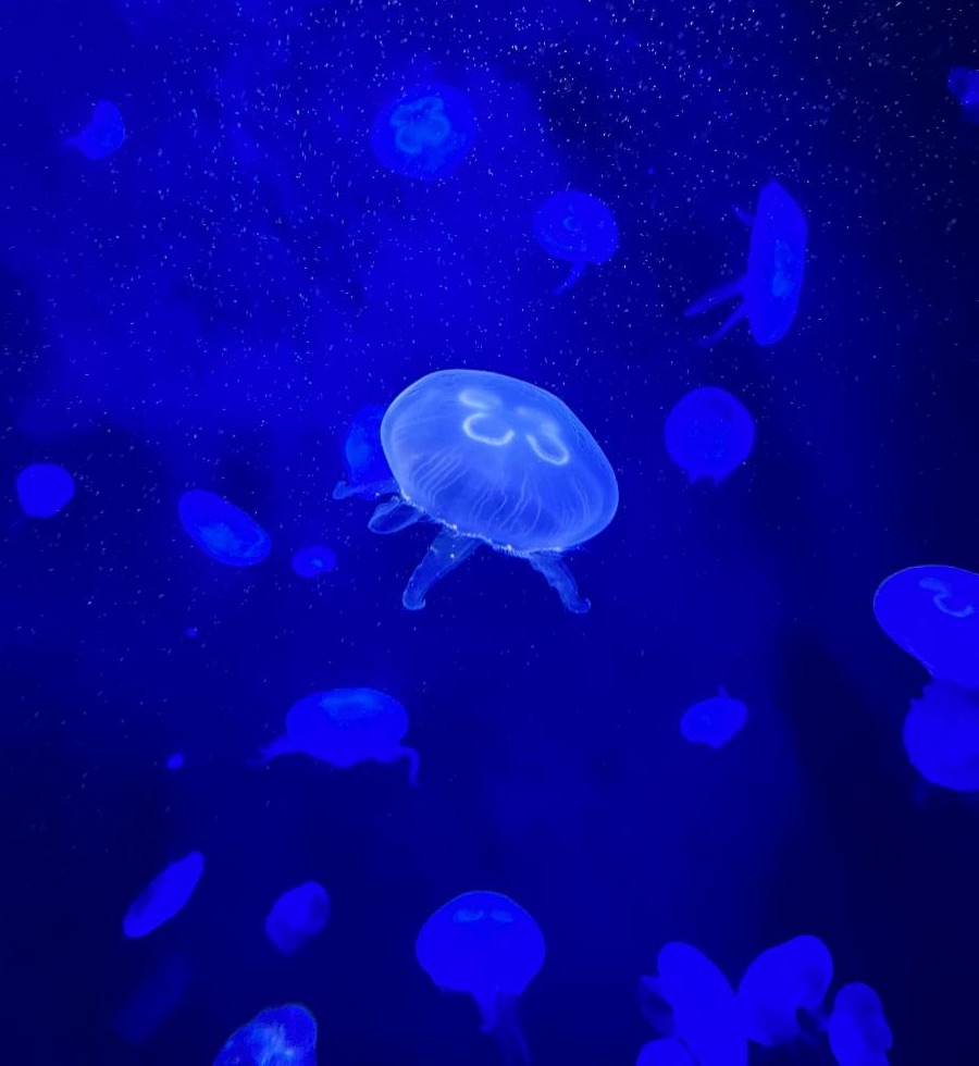 "In a community, it’s important to still be yourself and shine through! This illuminated moon jellyfish shows just that!" said Miami University AIP graduate Lara Vezard '24 of Edison, New Jersey. Vezard took the photo during her 2024 Urban Ecology course at Wildlife Conservation Society's New York Aquarium.