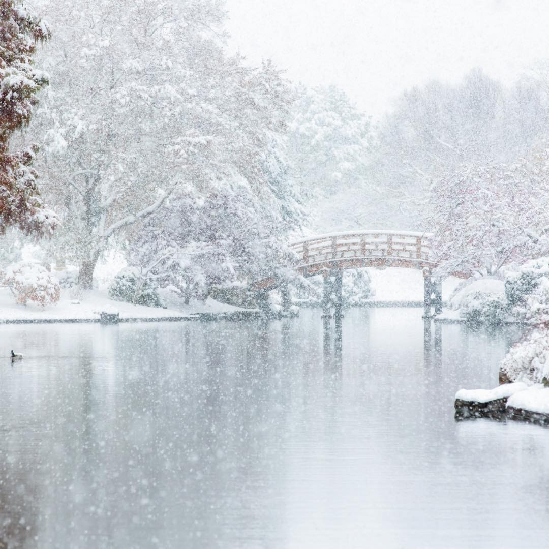 Missouri Botanical Garden (MBG) offers endless opportunities for exploration in all seasons, even winter. As one of Dragonfly's world-class AIP sites, MBG provides invaluable community connections, expertise, and environmental leadership through the AIP. Photo courtesy of MBG/Kent Burgess.