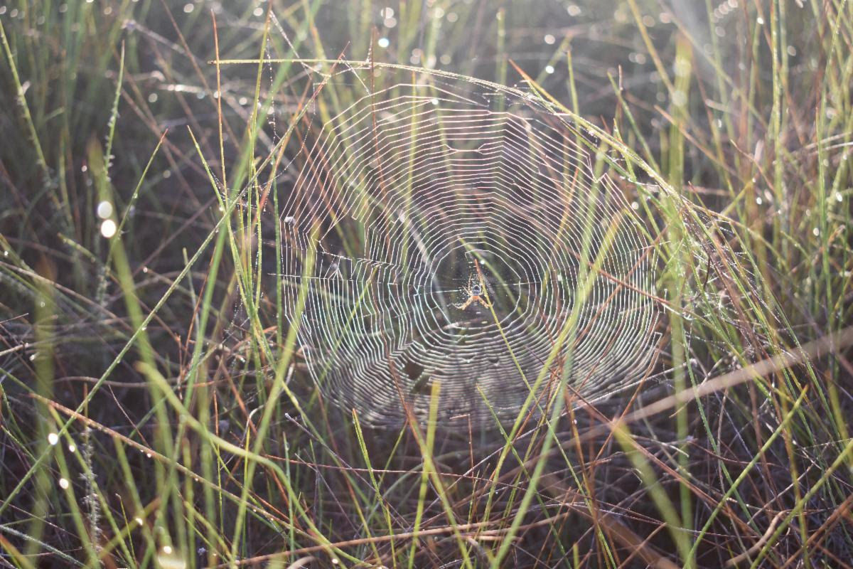 Spider centered in its web, Belize. Photo by Global Field Program graduate Cheniene Blake '22 of Orlando, Florida, during her Earth Expeditions course in Belize.