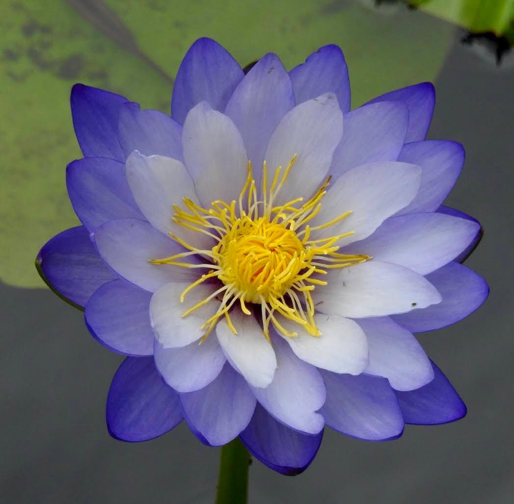 A flower photographed by Global Field Program graduate and current community learning leader Leah Crowe '14 during the Earth Expeditions course in Australia.