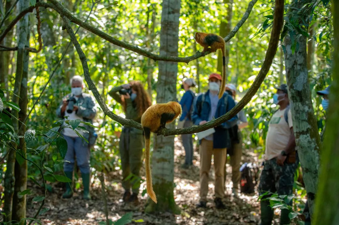 Golden lion tamarins being observed by Miami University graduate students during the 2024 summer Earth Expeditions course in Brazil. Photo by our course partner, Associação Mico-Leão Dourado, a Brazilian non-profit organization that has played a central role in golden lion tamarin conservation.
