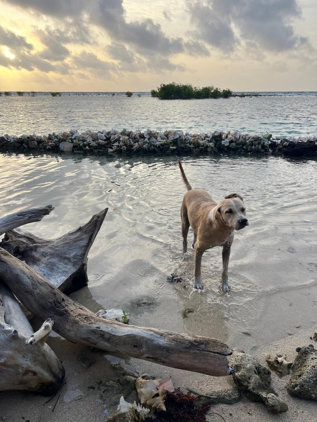 It's the dog days of summer! Historians say the phrase dates back to the ancient Greeks and Romans, who would keep track of the seasons by looking up at the sky. The star Sirius was known as the "dog star" because it made up the nose of a constellation shaped like a dog. Photo by first-year GFP graduate Brooke Richardson of Onalaska, Wisconsin, during her 2025 Earth Expeditions course in Belize.