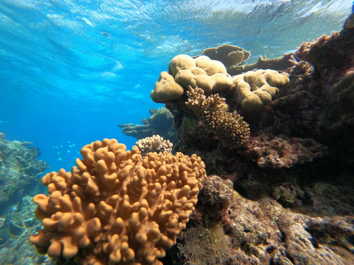 An underwater photo of coral from the Great Barrier Reef.