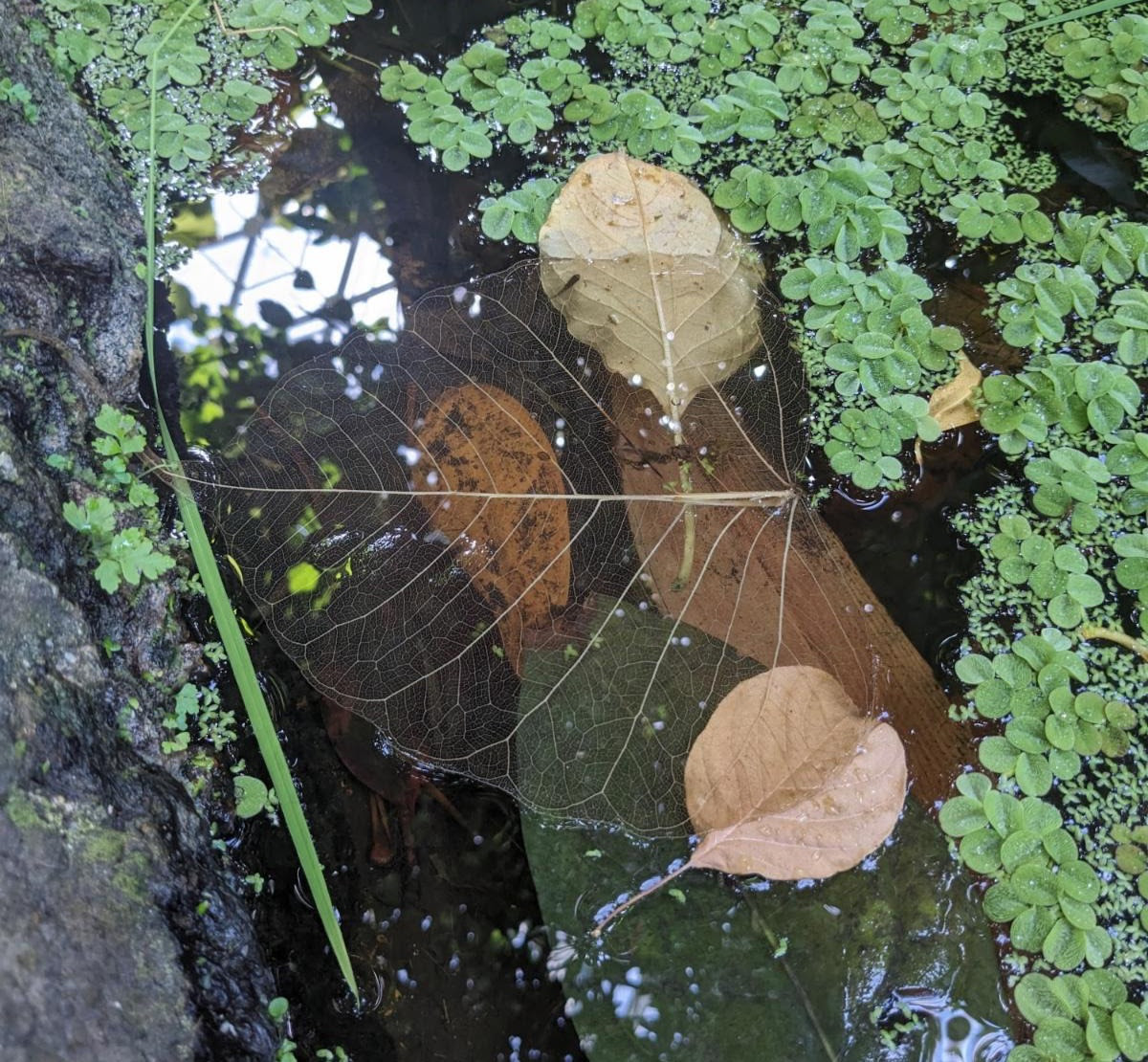 Skeletonized leaf in an aquatic exhibit at Missouri Botanical Garden's Climatron, the first geodesic dome to be used as a conservatory. Photo by MBG AIP advisor Susan Baron.