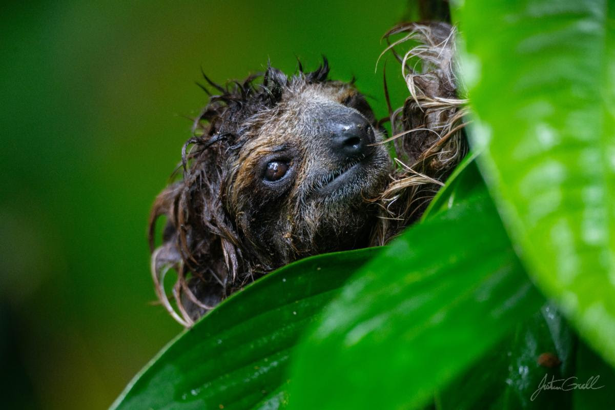 After a rain storm, a three-toed sloth climbs to get back into the rainforest canopy. Photo by Dragonfly graduate Justin Grubb '21 of St. Louis, Missouri, during his Earth Expeditions course in Costa Rica.