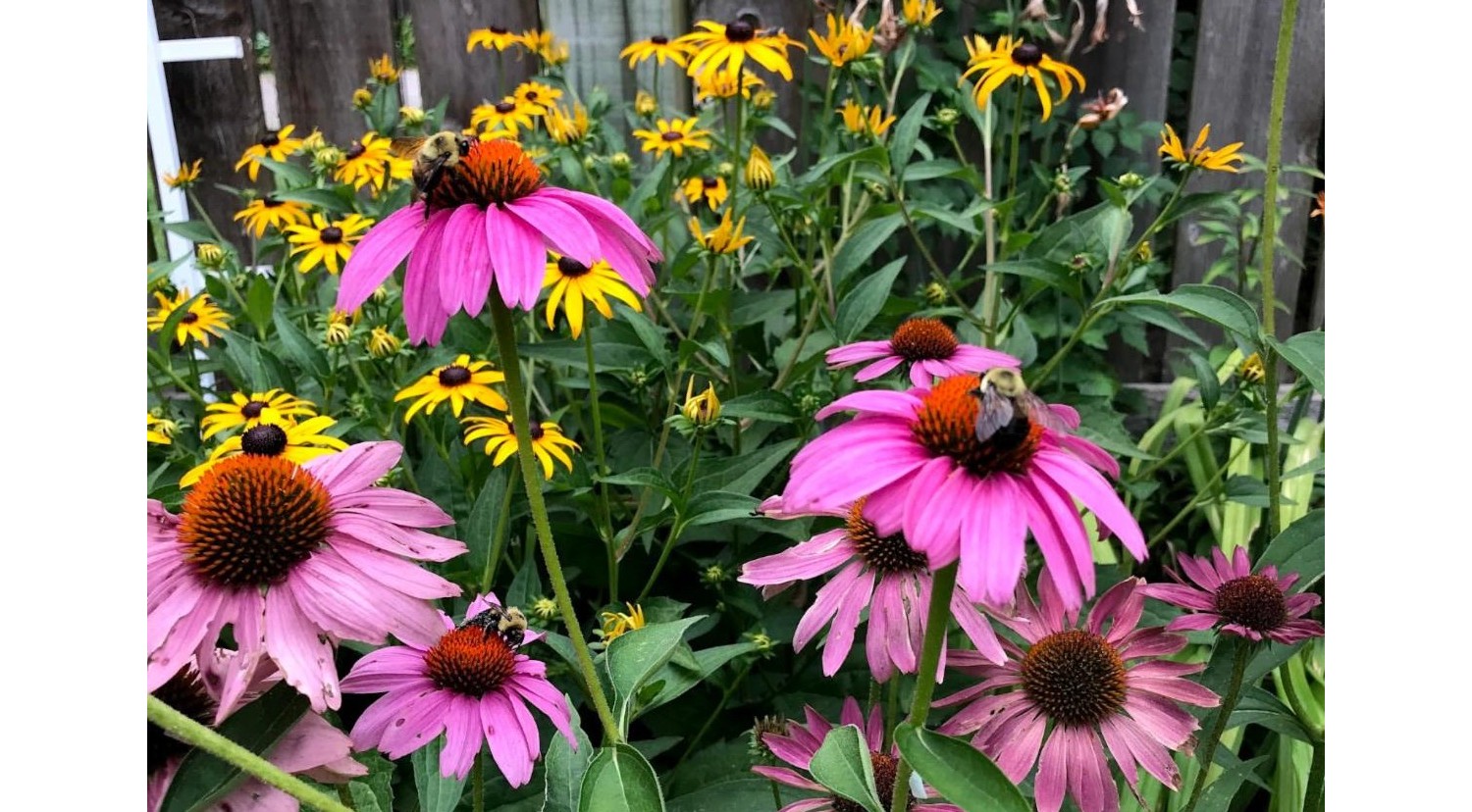 Purple coneflowers with bumblebees on them.