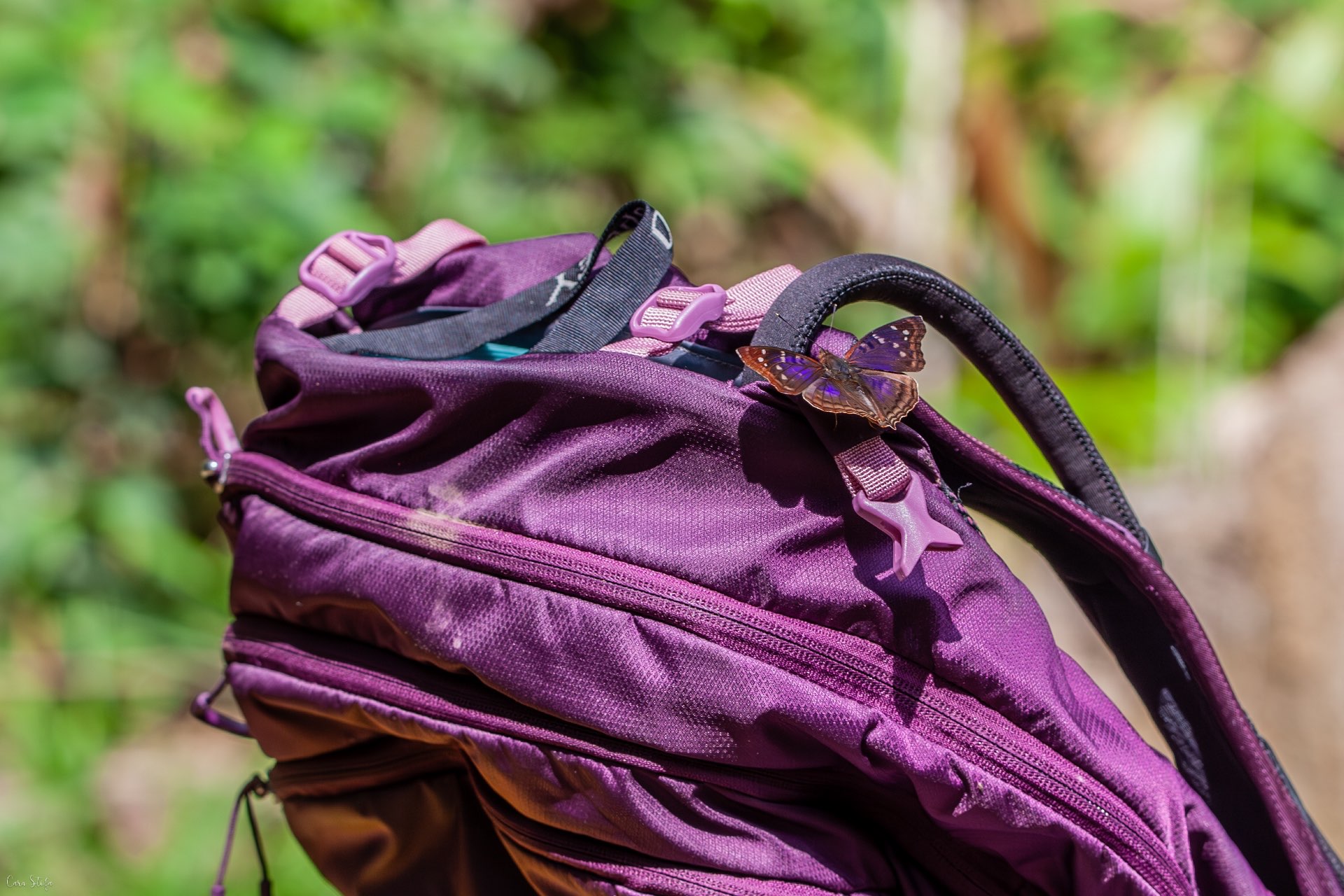 A purple butterfly sits on a purple backpack catching some sun rays.