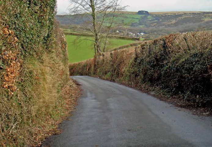 hedgerow