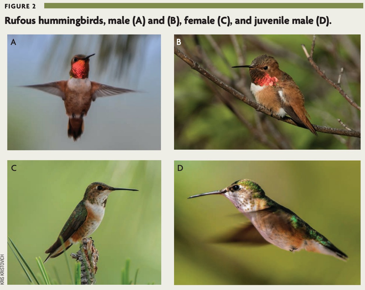 hummingbird