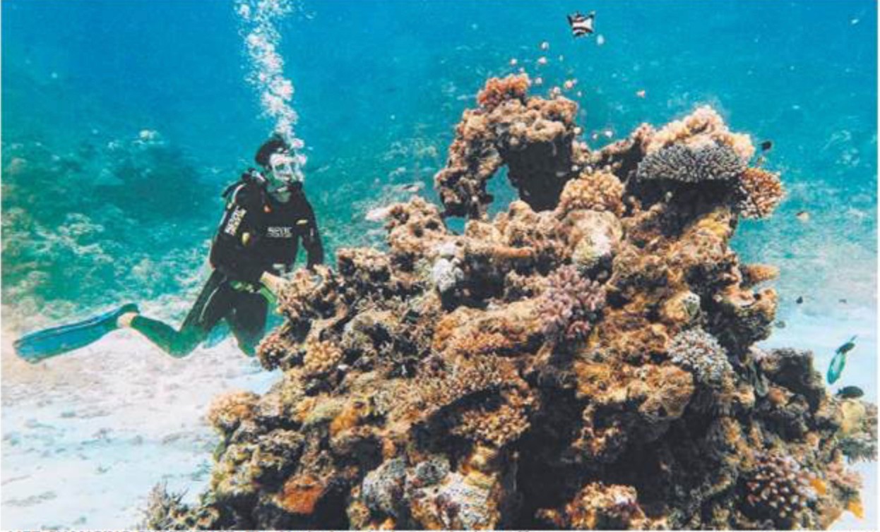 diver in the water