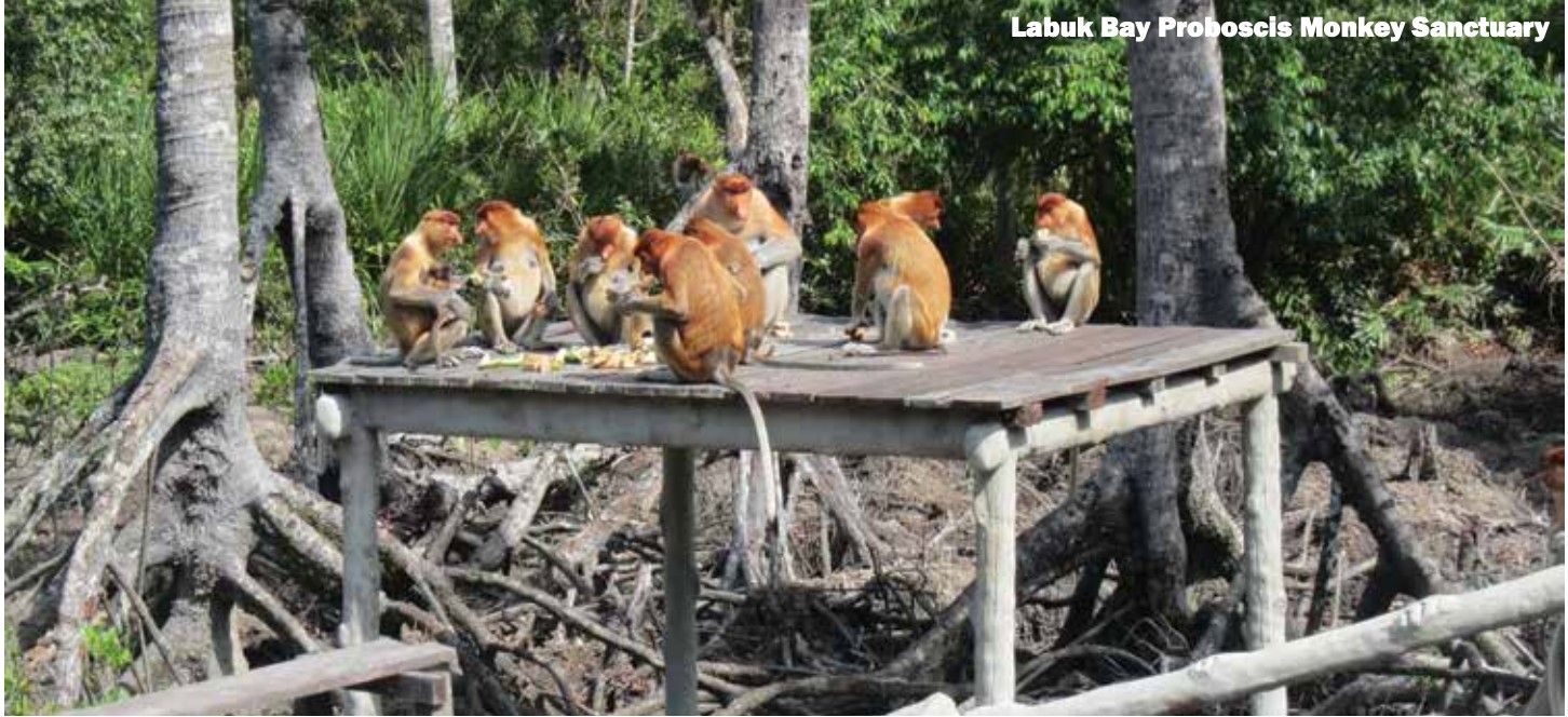 monkeys