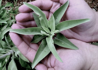 plant