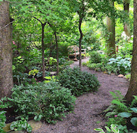 walkway through trees