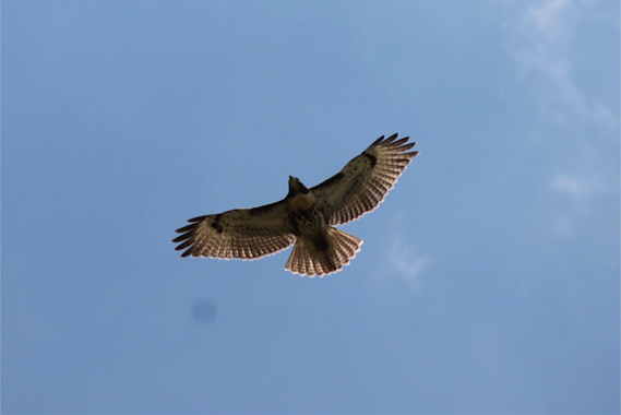 bird flying