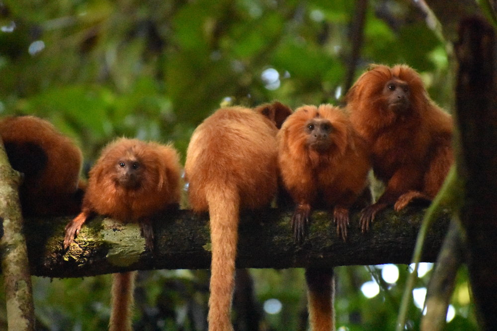 golden lion tamarins