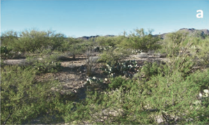 arid grassland