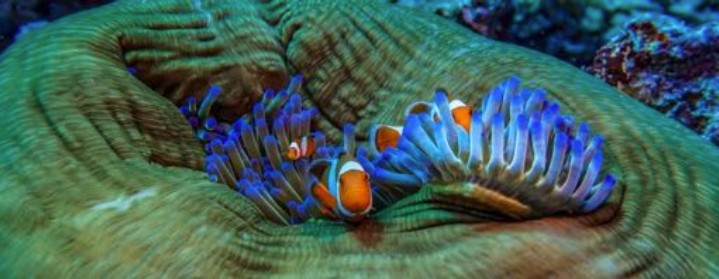 fishes in the ocean