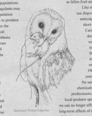 owl