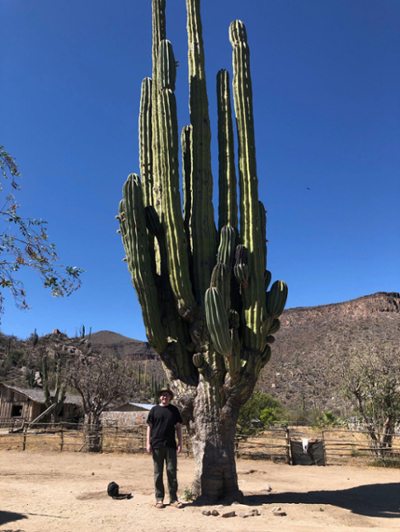 cactus