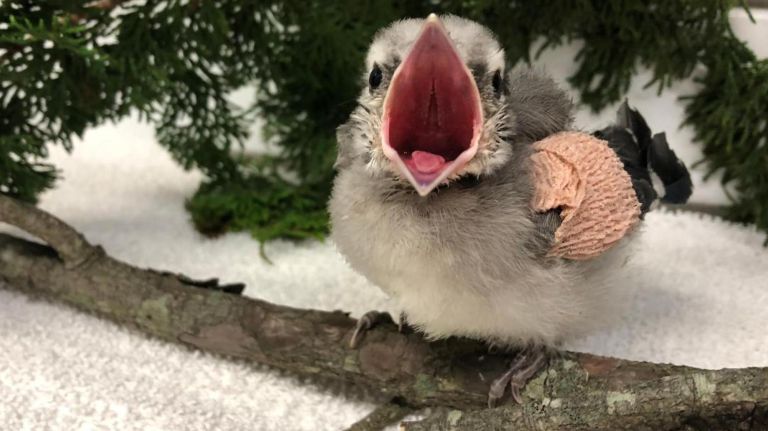 baby bird