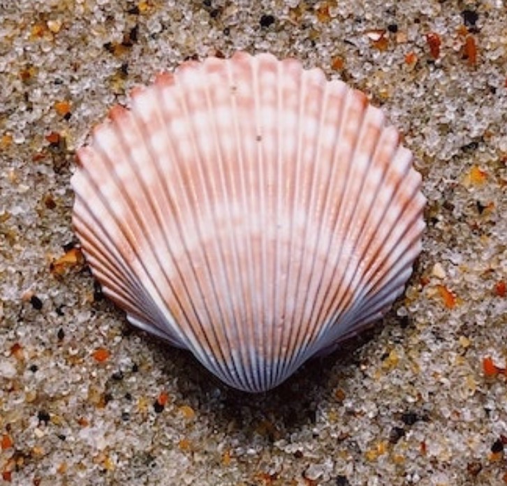 seashell